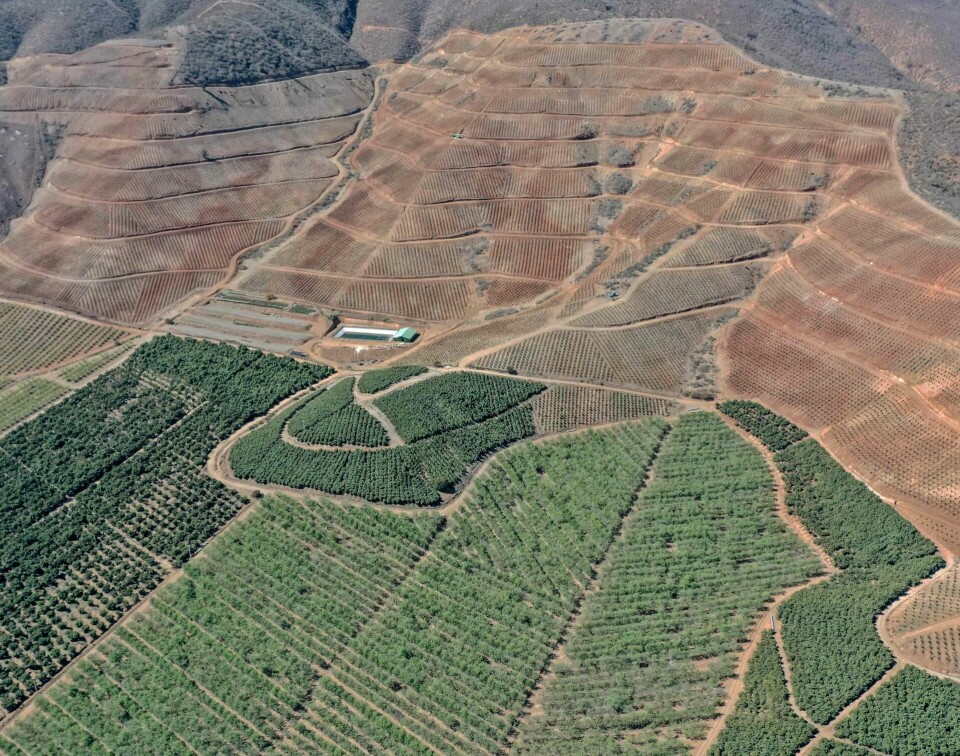 Flyfoto av en avokadoplantasje i Petorca i Valparaíso-regionen i Chile. Vannaktivister og avokadoprodusenter er i konflikt om vannbruk. Foto: Martin Bernetti/NTB scanpix Flyfoto av en avokadoplantasje i Petorca i Valparaíso-regionen i Chile. Vannaktivister og avokadoprodusenter er i konflikt om vannbruk. Foto: Martin Bernetti/NTB scanpix