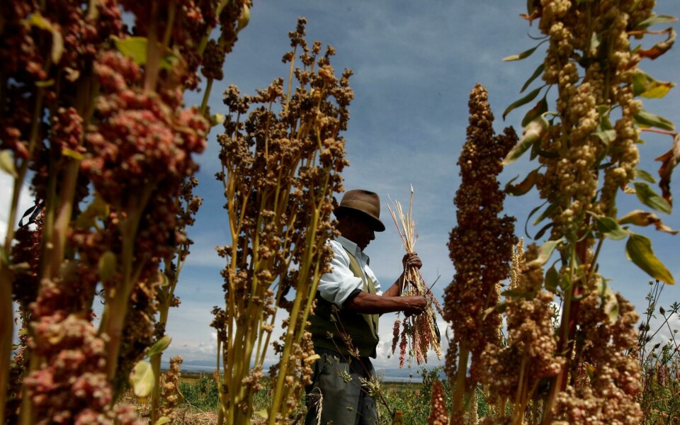 En bonde høster økologisk quinoa i Puerto Perez, Bolivia, i 2014. Frøets popularitet eksploderte for få år siden. Foto: NTB scanpix En bonde høster økologisk quinoa i Puerto Perez, Bolivia, i 2014. Frøets popularitet eksploderte for få år siden. Foto: NTB scanpix