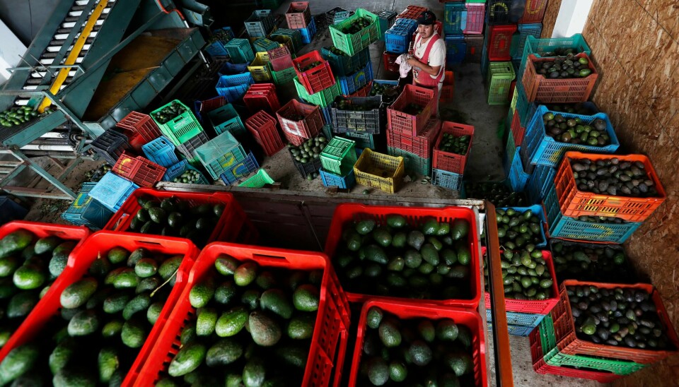 En arbeider fyller kasser med avokadoer i et lagerbygg i Michoacan, Mexico. En avokado-boom i området har bidratt til bedret økonomi, men mulig inntjening har også trukket narkokarteller og voldelige gjenger, skriver nyhetsbyrået AP.
