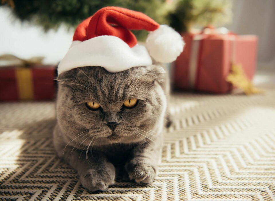 På Island forteller en flere hundre år gammel legende om katten Jólakötturinn, som sniker seg rundt på jakt etter dem som ikke har sikret seg nye klær til julefeiringen. Foto: Shutterstock/NTB scanpix På Island forteller en flere hundre år gammel legende om katten Jólakötturinn, som sniker seg rundt på jakt etter dem som ikke har sikret seg nye klær til julefeiringen. Foto: Shutterstock/NTB scanpix