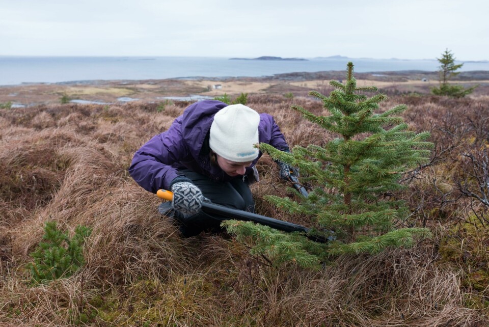 Store beløp bevilges til fjerning av sitkagran, også kjent som pøbelgran. Det monner likevel lite så lenge det fortsatt plantes ut titusenvis av nye sitkagran. Bildet er tatt under en granfjerningsdugnad på Stokkøya i Trøndelag. Store beløp bevilges til fjerning av sitkagran, også kjent som pøbelgran. Det monner likevel lite så lenge det fortsatt plantes ut titusenvis av nye sitkagran. Bildet er tatt under en granfjerningsdugnad på Stokkøya i Trøndelag.