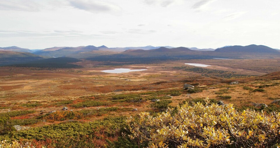 Strålmyra er stridens kjerne. I dette området vil DNT Gudbrandsalen bygge hytte, til tross for at verneinteresser advarer mot konsekvensene for dyrelivet der.