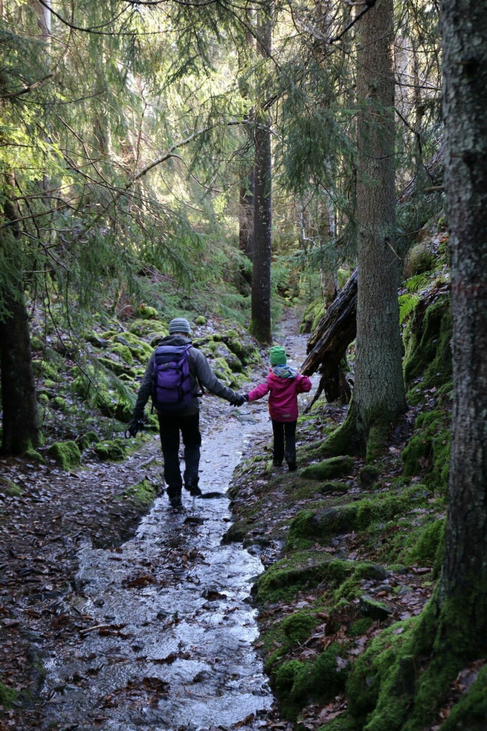Linkens turtips: Bjørnåsen ###