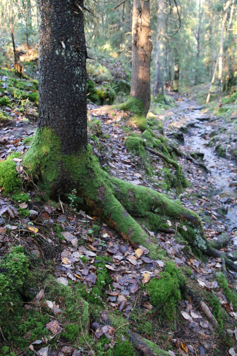 Linkens turtips: Bjørnåsen ###