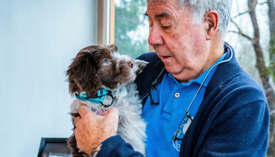 Åtte uker gamle Keegan, oppkalt etter fotballegenden Kevin Keegan, er Egil Drillo Olsens og konas tredje hund.
