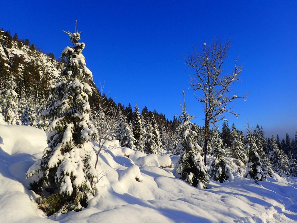 Julestemning ved skiløypa under Eggekollane i Lier. OLYMPUS DIGITAL CAMERA