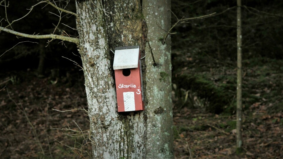 Alle fuglekassene er laget på snekkerverkstedet. Alle fuglekassene er laget på snekkerverkstedet.