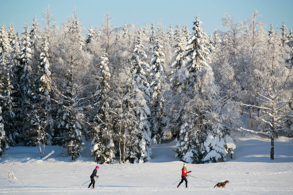 Oslo 20180202.To skiløpere og en hund på vei over Øvresetertjern ved Tryvann i Oslo i vakkert vintervær fredag.Foto: Håkon Mosvold Larsen / NTB Oslo 20180202.
To skiløpere og en hund på vei over Øvresetertjern ved Tryvann i Oslo i vakkert vintervær fredag.
Foto: Håkon Mosvold Larsen / NTB