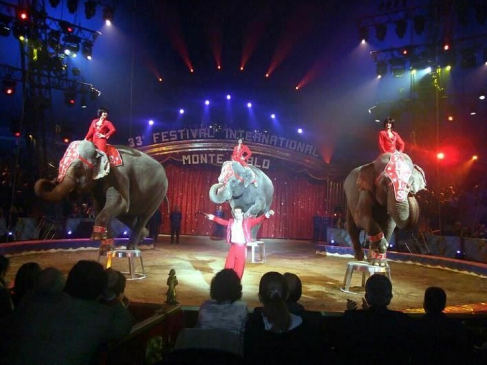 Cirkus Arnardo er på vei