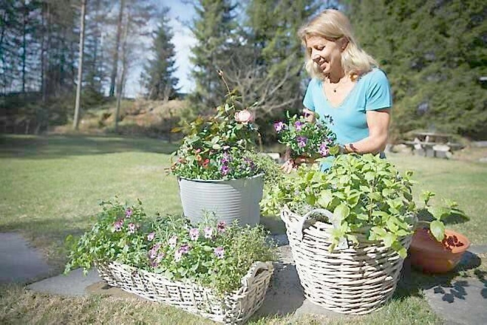 Tonje Bergh har fylt sine blomsterpotter med blomster og urter som egner seg godt til mat. Foreløpig har hun plantet stemor, roser, tusenfryd, sitronmelisse, mynte, lavendel og oregano.