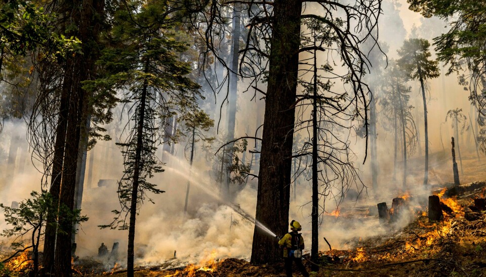 En brannmann jobber med å slukke skogbrannen ved Washburn i Yosemite 11. juli. En brannmann jobber med å slukke skogbrannen ved Washburn i Yosemite 11. juli. Foto: Stephen Lam / San Francisco Chronicle via AP / NTB