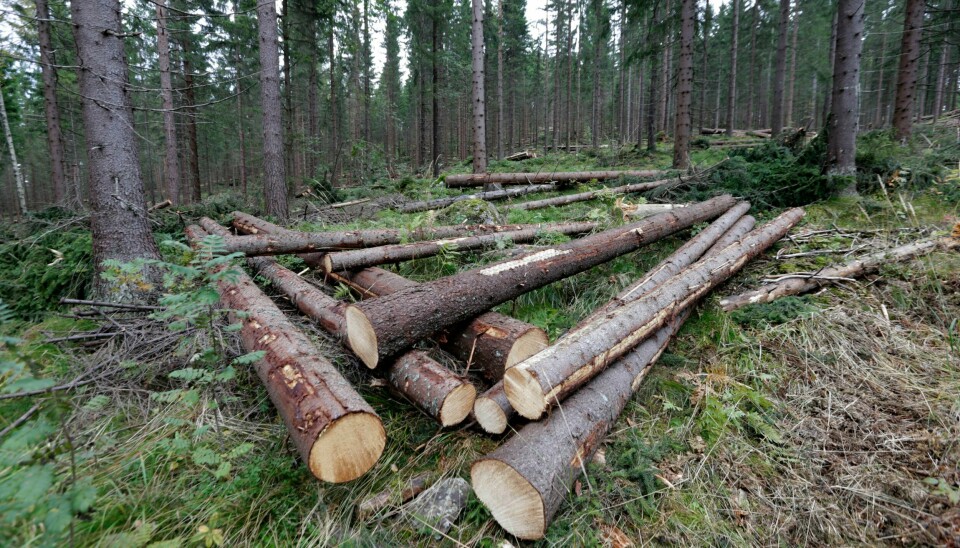 Naturvernforbundet vil ha slutt på trehogst under hekketiden. Regjeringen vil kjøpe skogkreditter og utslippsenheter i utlandet for å skjerme norske skogeiere for stans i hogst. Foto: Vidar Ruud / NTB