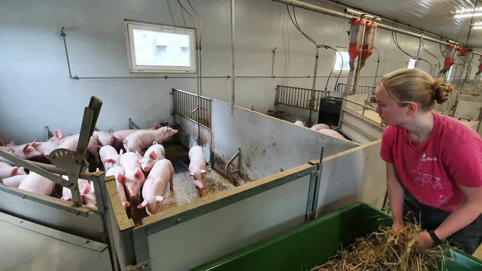 Veterinærstudent Martine Nilsen Edvardsen gir høy til grisungene. De er «spesifikk patogenfri», som betyr at de er testet for smittsomme sykdommer. Veterinærstudent Martine Nilsen Edvardsen gir høy til grisungene. De er «spesifikk patogenfri», som betyr at de er testet for smittsomme sykdommer.