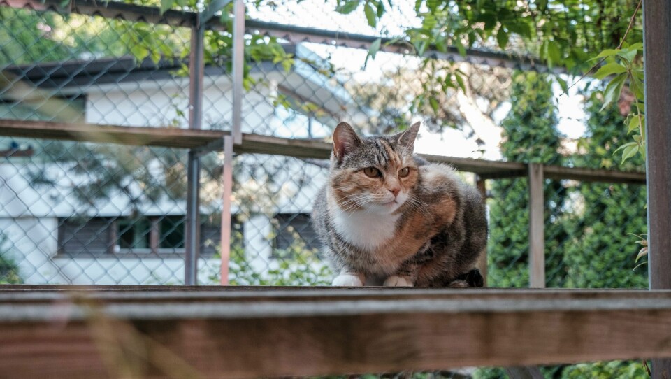 Thelma er en av mange katter på Dyrebeskyttelsen Norges hjelpesenter i Oslo og Akershus som mangler fosterhjem. Dyrebeskyttelsen Norge Oslo og Akershus sitt hjelpesenter for dyr på Nordstrand i Oslo. Her kommer det inn flest katter.