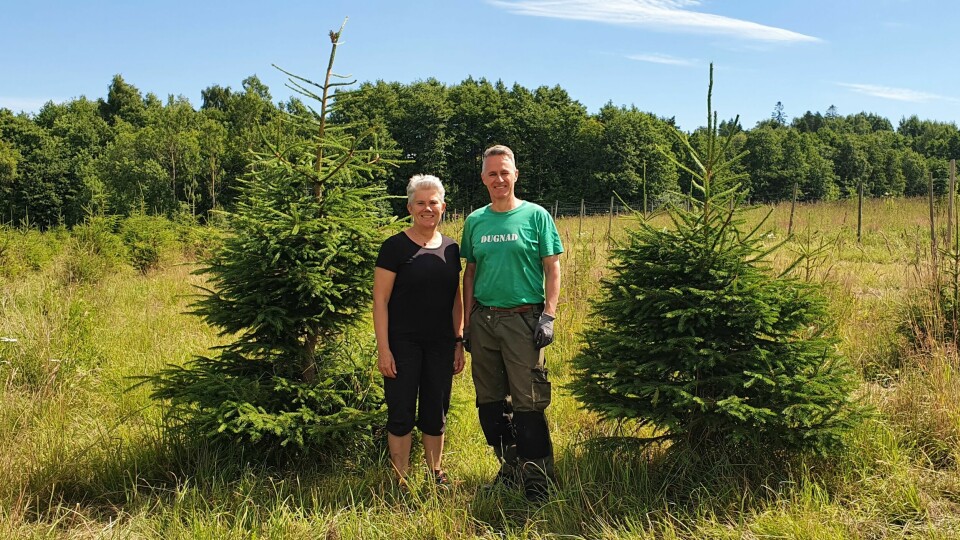 Tove og Stig er sommerkledde blant det som etter hvert skal bli julestemninggarantisten i mange hjem. Tove og Stig er sommerkledde blant det som etter hvert skal bli julestemninggarantisten i mange hjem.