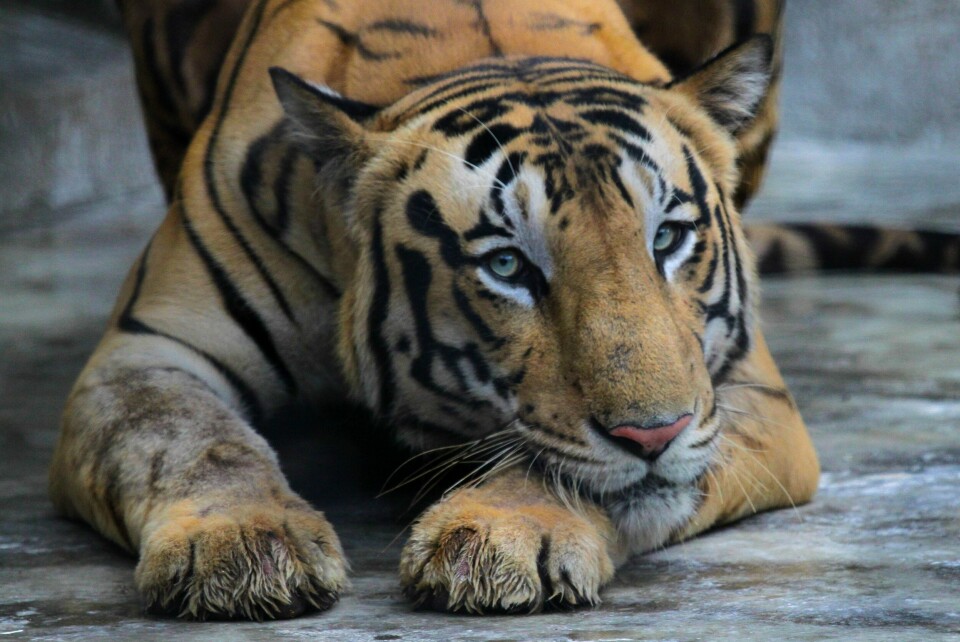 Det er flere bengaltigre i Nepal enn på lenge. Dette dyret bor imidlertid i en dyrehage i India. En tiger hviler i varmen Alipore zoo i Kolkata i India. Foto: Bikas Das / AP / NTB