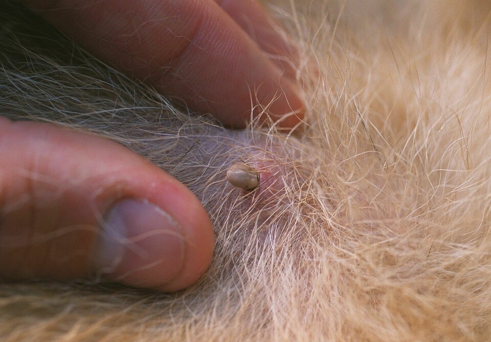 En flått har bitt seg fast på en hund. Et nytt kart fra Flåttsenteret viser hvor i landet man bør være mest oppmerksom på flått. Husdyrenes rolle som flåttverter kan både bidra til mer flått i fjellet og til at flåtten kan spre seg til enda flere områder.Illustrasjonsfoto: Jon Eeg / NTB