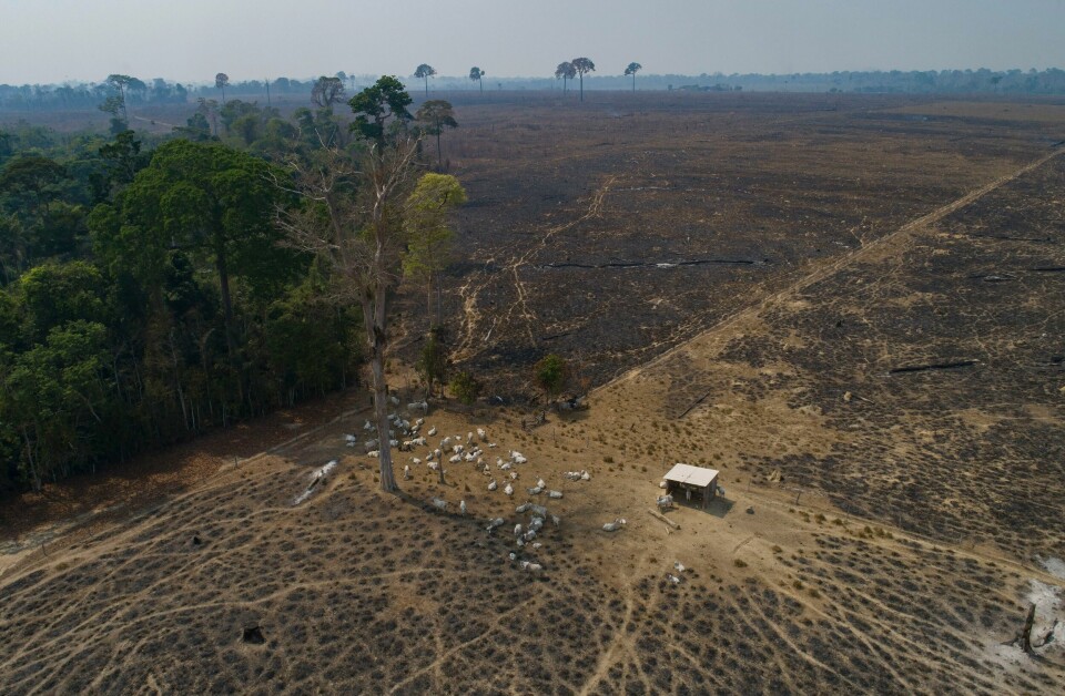 Kyr beiter i et nedbrent og avskoget område i delstaten Para i Brasil i 2020. Kyr beiter i et nedbrent og avskoget område i delstaten Para i Brasil i 2020. Illustrasjonsfoto: Andre Penner / AP / NTB