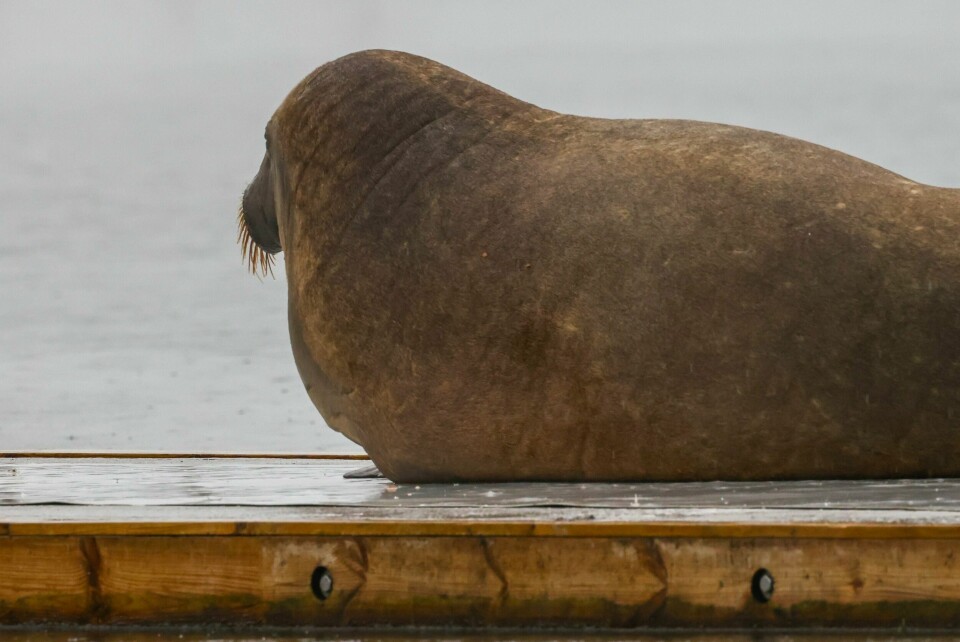 Freya har ligget og sovet på en brygge ved Kongen i natt. Hun ble første observert i vannet ved Frognerstranda i går etter middagen. Freya har ligget og sovet på en brygge ved Kongen i natt. Hun ble første observert i vannet ved Frognerstranda i går etter middagen. Foto: Ørn E. Borgen / NTB