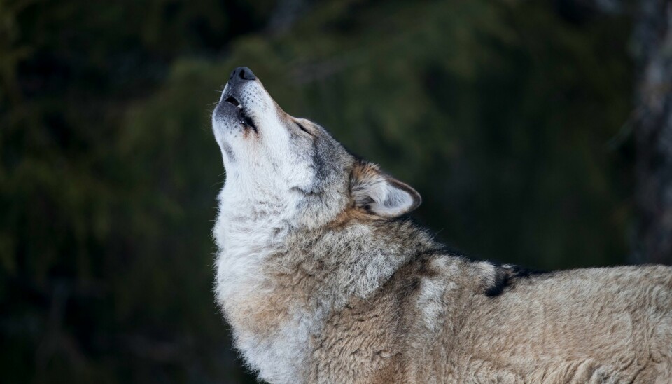 Ulv på Langedrag. En voksen hannulv uler. Latinsk navn: Canis Lupus Rekordmange ulver ble felt siste jaktår. Foto: Heiko Junge / NTB