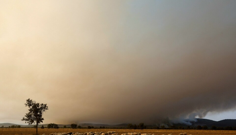 Denne sommeren sitter det altså en million norske klimaskeptikere – eller skal vi bare si klimafornektere – og leser om dødelige hetebølger, tørke og vannrasjonering i Europa. I Storbritannia, et land som ikke først og fremst er kjent for sitt varme vær, sendte meteorologer før første gang i historien ut rødt farevarsel for ekstremtemperaturer, og ba folk om å holde seg innendørs, skriver Helle Cecilie Palmer. .