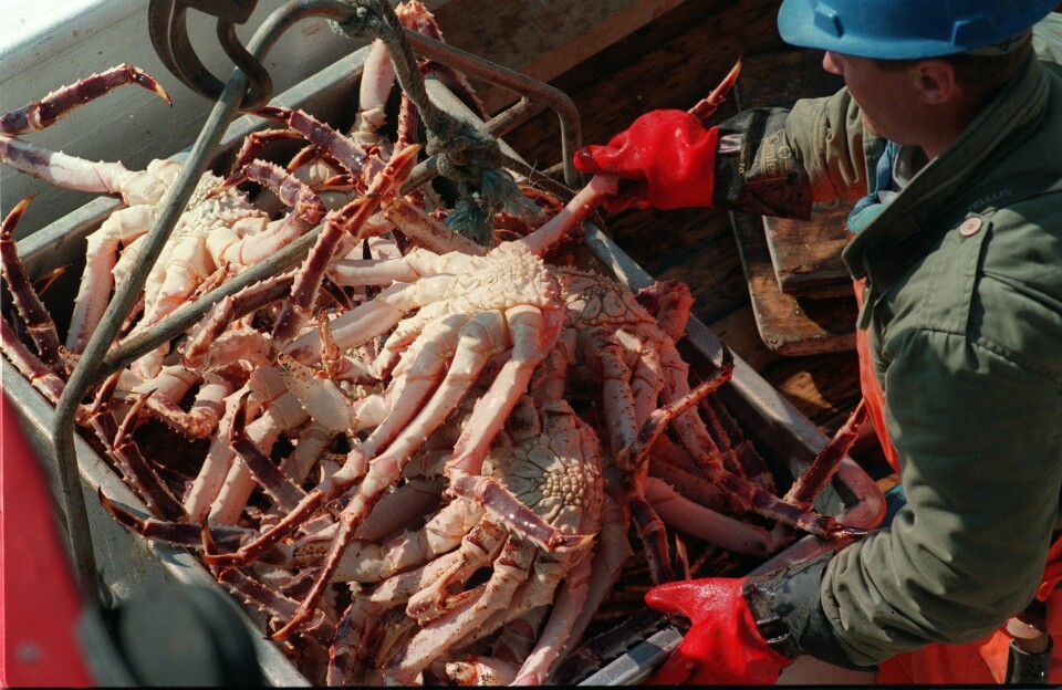 Kongekrabben er blitt en verdifull ressurs for norske fiskere. Her fra kongekrabbefiske i Varangerfjorden i 1994. Kongekrabben er blitt en verdifull ressurs for norske fiskere. Her fra kongekrabbefiske i Varangerfjorden i 1994. Arkivfoto: Terje Mortensen / NTB