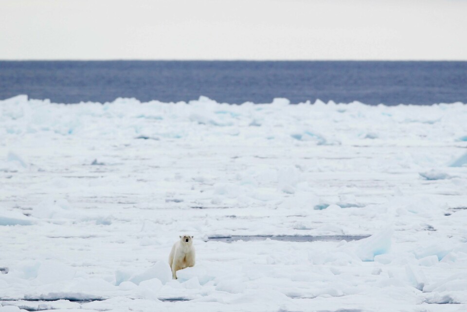 Havisen rundt Svalbard har sunket kraftig siden mai og er langt under normalen. Det er negativt for isbjørnen, som trenger isen for å overleve. Havisen rundt Svalbard har sunket kraftig siden mai og er langt under normalen. Det er negativt for isbjørnen, som trenger isen for å overleve. Foto: Håkon Mosvold Larsen / NTB