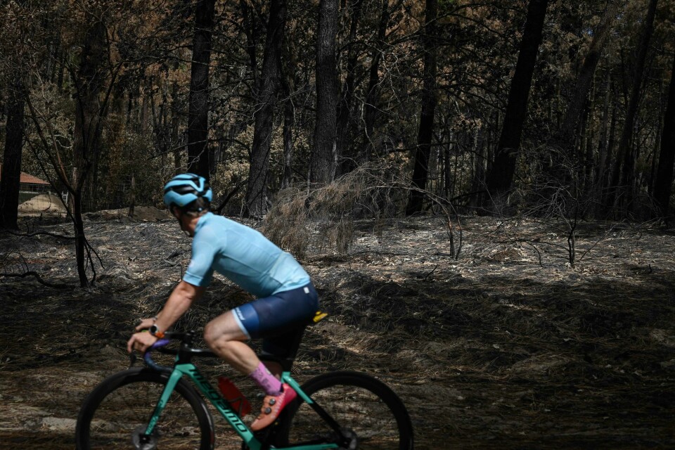 Skogbranner er blant det som blir en større og større trussel for naturen, også i Europa. Her ser vi konsekvensene av en skogbrann i Sør-Frankrike i juli. A man rides a bicyle past burnt trees on July 26, 2022 in a forest ravaged by a wildfire near La Teste-de-Buch in Gironde, southwestern France. (Photo by Philippe LOPEZ / AFP)