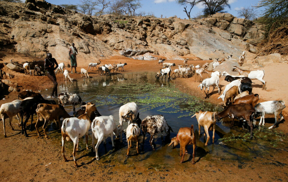 En gjeter har ført geitene sine til en vanndam i nærheten av en uttørket elv i Samburu county i Kenya. Afrikas horn er rammet av den verste tørken på 40 år, og millioner av bufe har dødd. En gjeter har ført geitene sine til en vanndam i nærheten av en uttørket elv i Samburu county i Kenya.