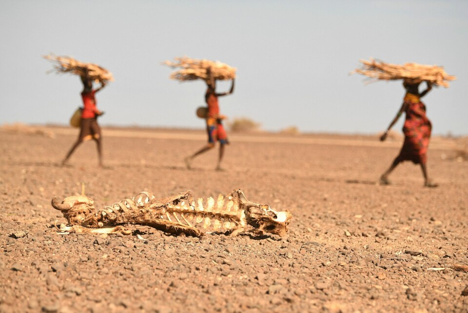 Kvinner går forbi restene av ei ku i Marsabit, Nord-Kenya. Det er et av områdene som er hardest rammet av den vedvarende tørken. Kvinner går forbi restene av ei ku i Marsabit, Nord-Kenya. Det er et av områdene som er hardest rammet av den vedvarende tørken.