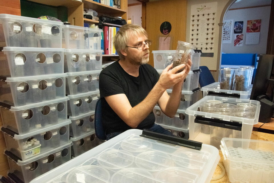 Insektsforsker Hallvard Elven på hjemmekontor. Insektforsker Hallvard Elven ved Naturhistorisk museum forsker på mygg på hjemmekontor.
