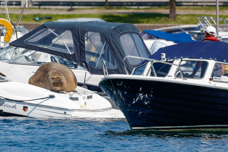 MDG krever at kjendishvalrossen Freya får leve. Her har hun lagt seg i en båt i Frognerkilen i Oslo for å slappe av. Bildet viser hvalrossen Freya som har lagt seg på en båt i Frognerkilen.