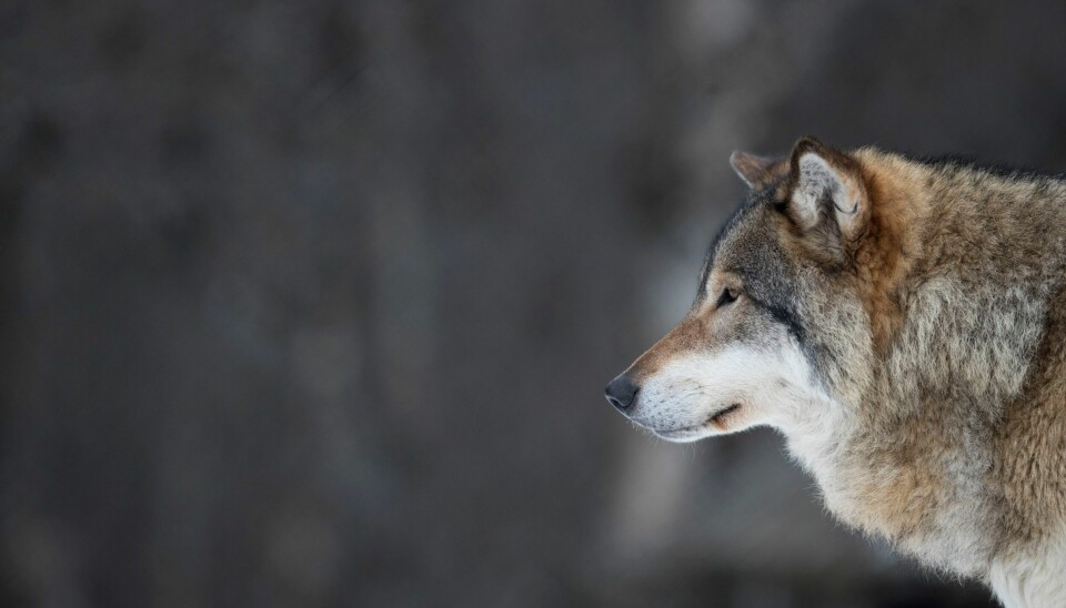Den svenske ulvebestanden sjal kuttes kraftig, noe som betyr at det kan bli rekordmange fellinger til vinteren. Illustrasjonsfoto. Den svenske ulvebestanden sjal kuttes kraftig, noe som betyr at det kan bli rekordmange fellinger til vinteren. Illustrasjonsfoto: Heiko Junge / NTB