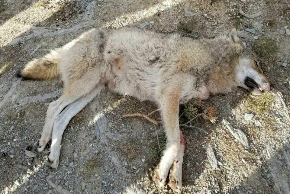 «I sommer har foreningen Aktivt Rovdyrvern klaget på skadefellingstillatelser gitt på 16 bjørner, 10 ulver, 8 gauper og 9 jerver så langt. Av de vi har fått svar på har vi fått avslag på samtlige klager.»