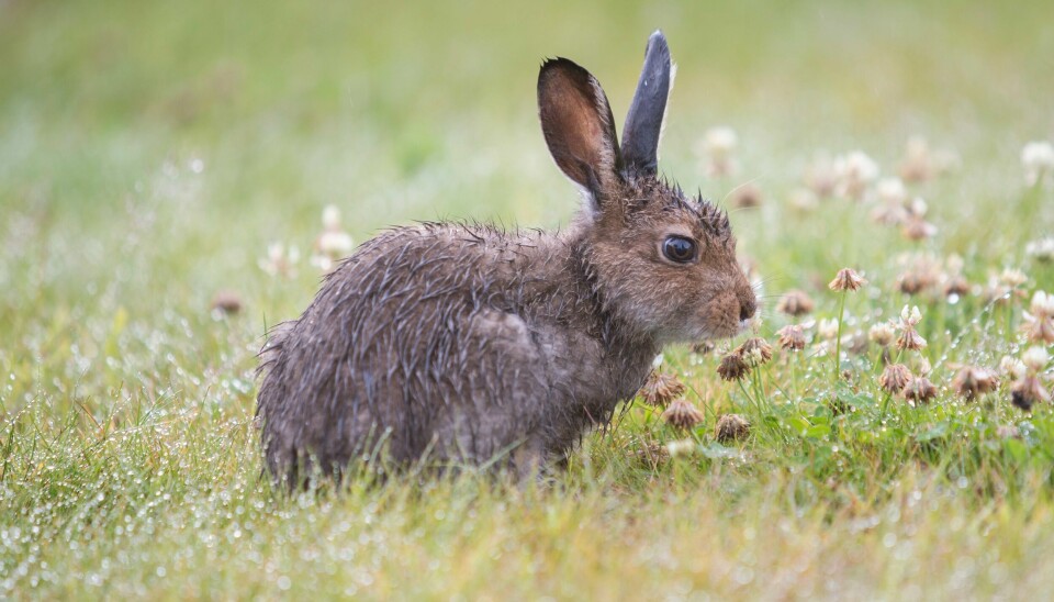 En ung hare med regnvåt sommerpels på Vinstra. Nylig er det påvist bakteriesykdommen harepest hos en hare ved Bevø Camping i Fredrikstad. (Illustrasjonsfoto) Klimaendringer skaper problemer for haren. Den hvite pelsen gjør den synlig når snøen forsvinner på grunn av varmen. En ung hare med regnvåt sommerpels. Foto: Paul Kleiven / NTB