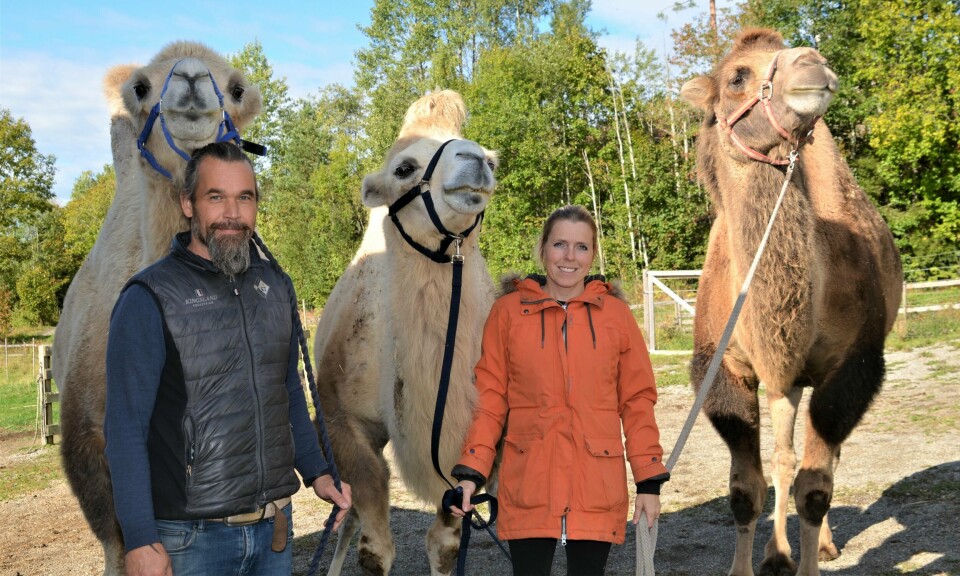 Sandra og Øystein Horten fra Oslo drømte om et småbruk med mange dyr. Det endte med en stor flokk – inkludert kamelene Samson, Moses og Kazak. Sandra og Øystein Hortens drømmer om et småbruk med mange dyr, endte med en stor flokk – inkludert kamelene Samson, Moses og Kazak.