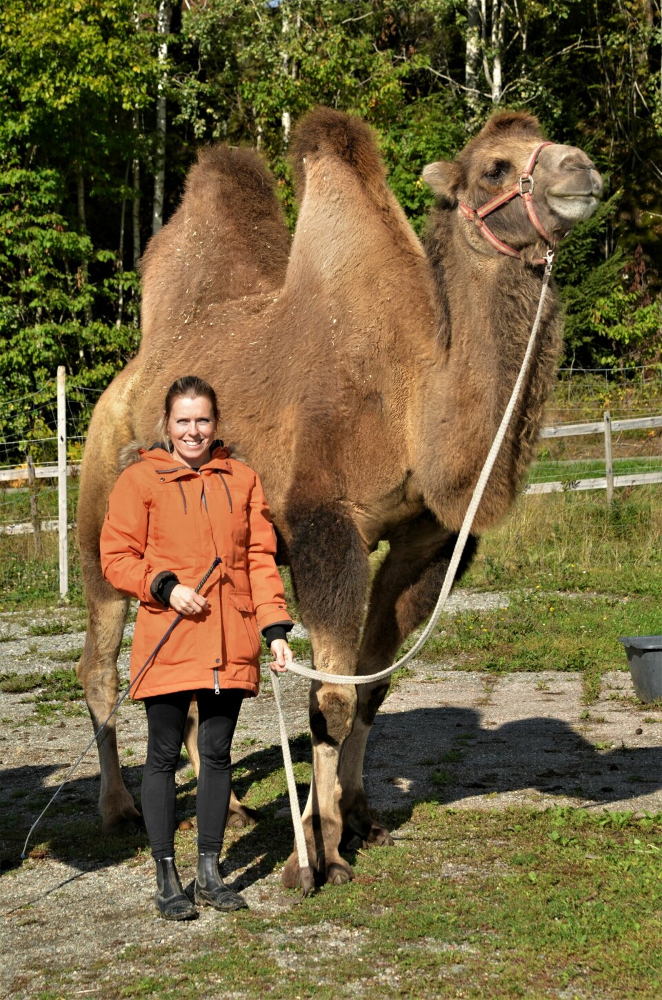 En kamel kan drikke mer enn 100 liter vann på én gang. Hvor store dyrene kan bli ser man tydelig i møte med Samson. Med sine 1.000 kilo og 2,40 over bakken. En kamel kan drikke mer enn 100 liter vann på én gang. Hvor store dyrene kan bli ser man tydelig i møte med Samson. Med sine 1.000 kilo og 2,40 over bakken.