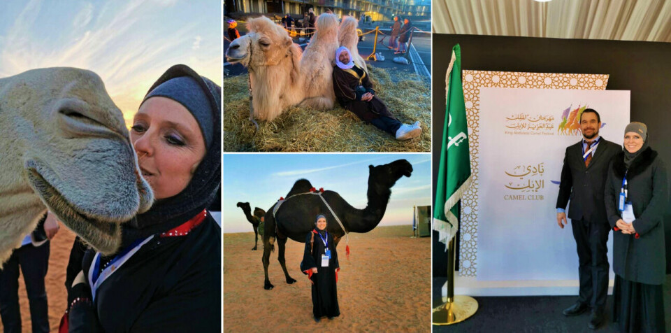 I januar 2020 deltok kameleierne Sandra og Øystein Horten som norske representanter i King Abdulaziz Camel Festival, Saudi-Arabia. I januar 2020 deltok kameleierne Sandra og Øystein Horten som norske representanter i King Abdulaziz Camel Festival, Saudi-Arabia.