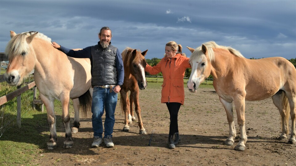 Sandra og Øystein Horten har ti egne hester og fem oppstallede på gården. Her med fjordingen «Mikke» (23), den tyske sportsponnien «Castelanny» (28) og haflingeren «Linn» (23). Sandra og Øystein Hagen har ti egne hester og fem oppstallede på gården. Her med fjordingen «Mikke» (23), den tyske sportsponnien «Castelanny» (28) og haflingeren «Linn» (23).