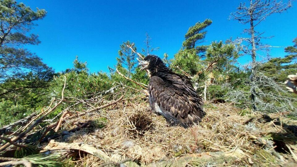 Havørnungen i Råde er den første som med sikkerhet er født i Østfold siden 1882. Havørnunge i reiret sitt i Råde. I 1882 ble de to siste kjente eksemplarene av Norges største rovfuglart med tilhold i Østfold skutt, og siden har havørnen vært bort fra fylket med unntak av noen få streiffugler fram til 2022.