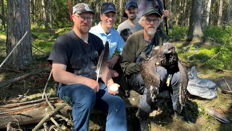 Biologene Rune Aae og Jan Ingar Båtvik (med havørnungen på fanget) dro tilbake til reiret noen uker senere for å ringmerke, sammen med filmteamet fra Sveits som var med på den historiske oppdagelsen. Biologene Rune Aae og Jan Ingar Båtvik (foran) viser fram havørnungen etter ringmerking. Bak representanter fra det sveitsiske filmteamet som foreviget seansen.