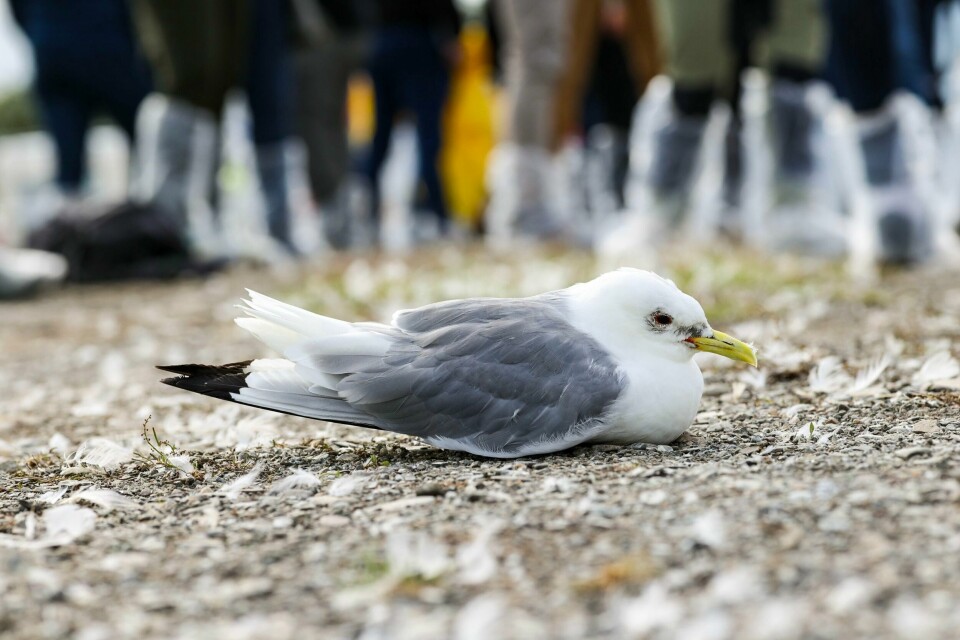 Fugleinfluensa i Vardø i 2023. Fugleinfluensa i Vardø i 2023.