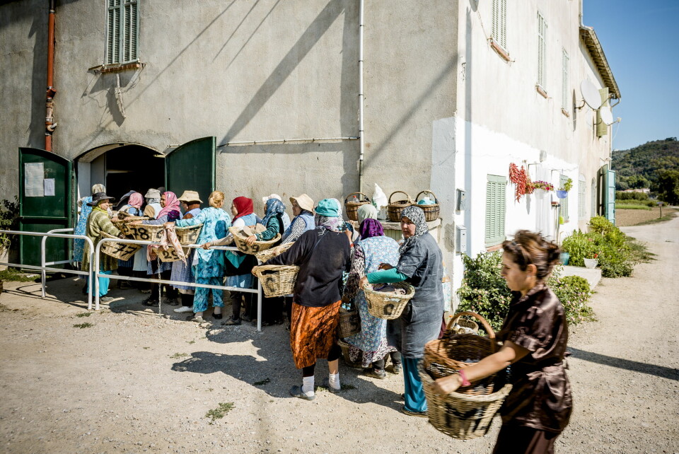 Blomstene veies opp, og hver enkelt ansatt får betalt for hvor mye de plukker. Blomstene veies opp, og hver enkelt ansatt får betalt for hvor mye de plukker.