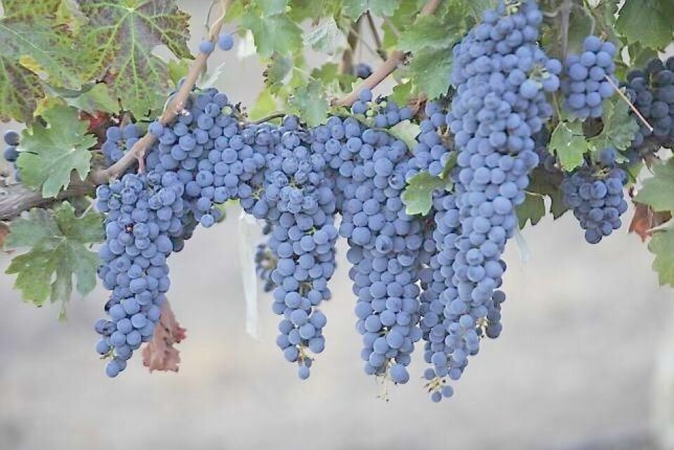 Syrah dyrkes i dag verden over. FOTO: NTB SCANPIX
