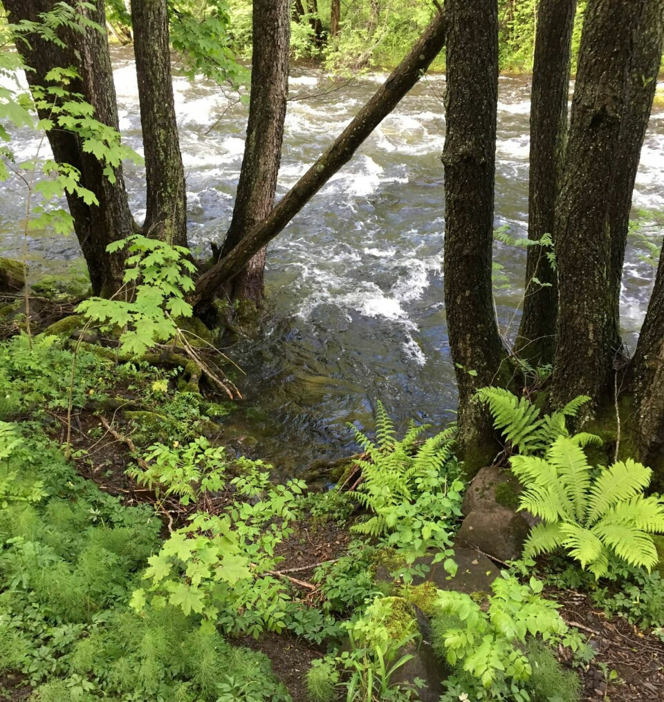 Planene om å asfaltere langs med turveien fra Nydalsdammen til Stilla er lagt på vent. FOTO: ELLEN H. TOFT
