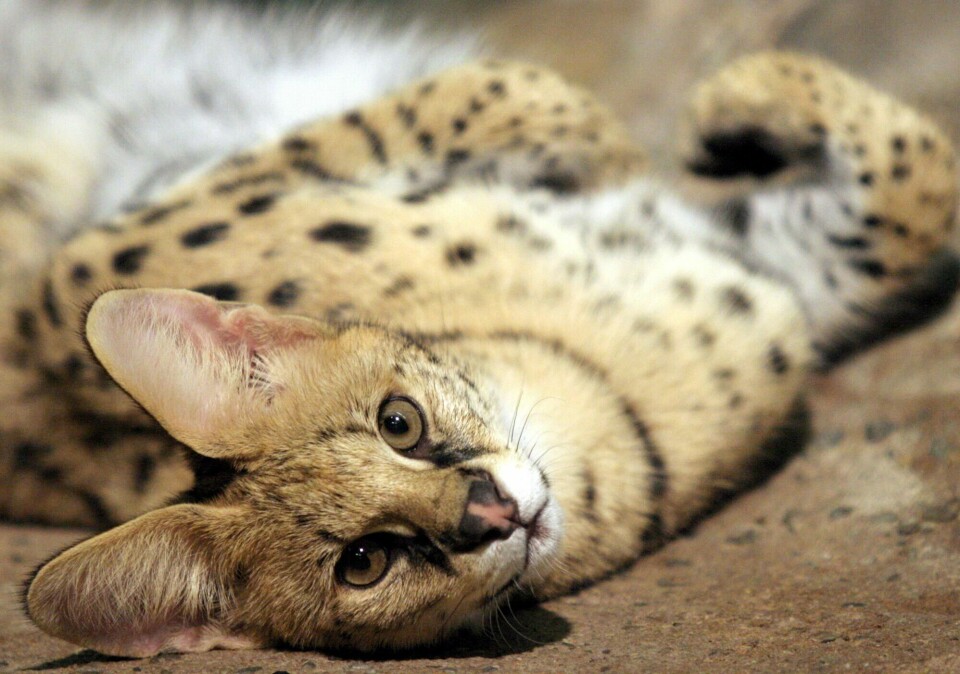 En serval slik som denne, kan nå bli avlivet etter at eieren tok den inn til Norge uten tillatelse. En serval slik som denne, kan nå bli avlivet etter at eieren tok den inn til Norge uten tillatelse.