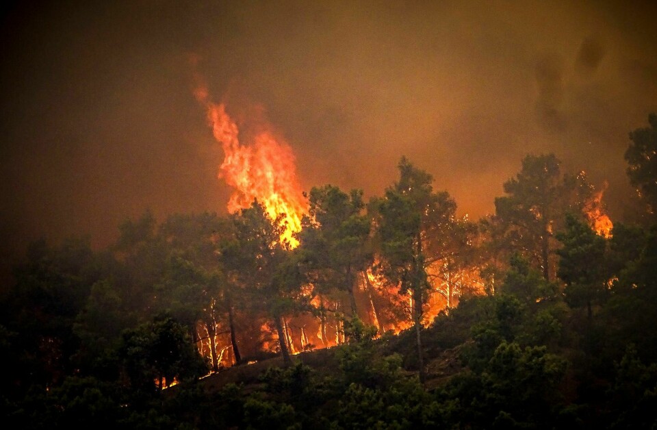 Flammer i en skog på Rhodos. Flammer i en skog på Rhodos.