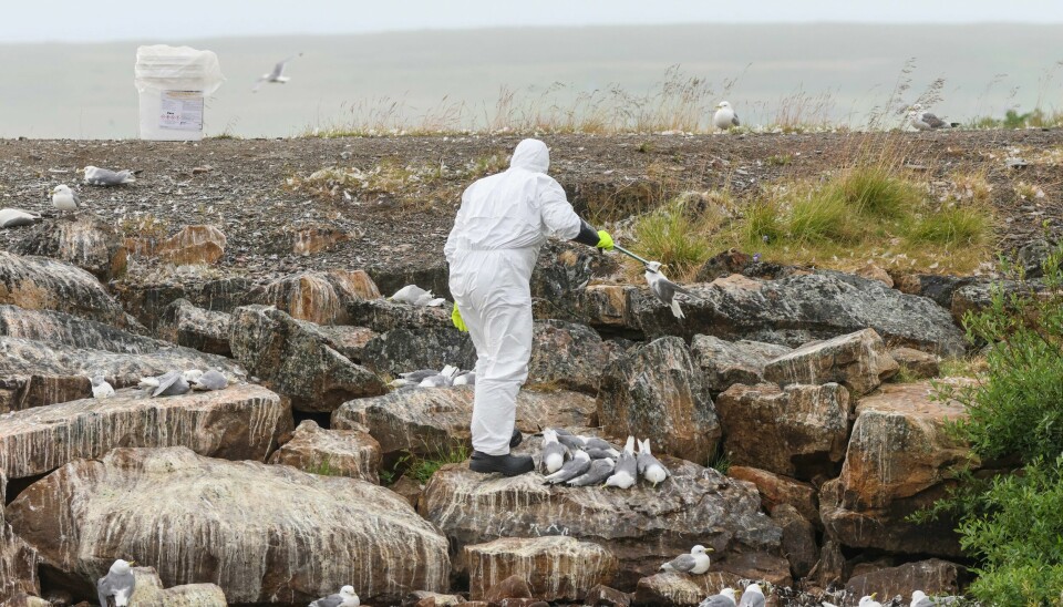 Det pågår et stort fugleinfluensautbrudd i Vadsø kommune i Finnmark. Mandag ble det bekreftet at døde fugler i Rørvik i Trøndelag også var smittet av samme sykdom. Det pågår et stort fugleinfluensautbrudd i Vadsø kommune i Finnmark. Mandag ble det bekreftet at døde fugler i Rørvik i Trøndelag også var smittet av samme sykdom. Foto: Øyvind Zahl Arntzen / NTB