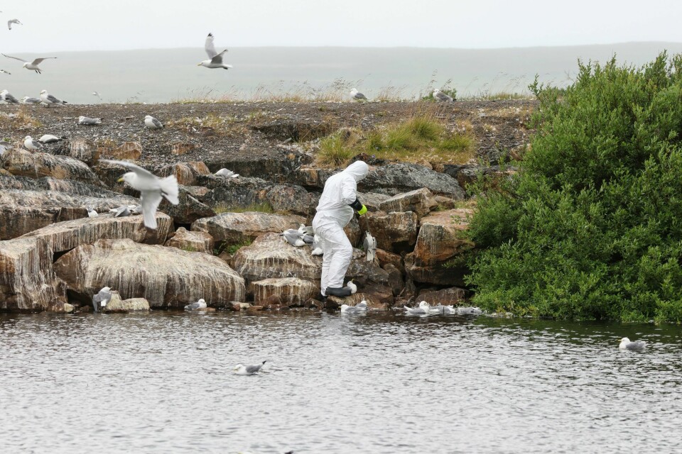 Det pågår et stort fugleinfluensautbrudd i Vadsø kommune i Finnmark. Dette bildet viser innsamling av døde fugler 21. juli. Hittil er det funnet over 13.000 døde fugler, de aller fleste av måkearten krykkje. En arbeider samler døde fugler i Vadsø kommune. Foto: Øyvind Zahl Arntzen / NTB