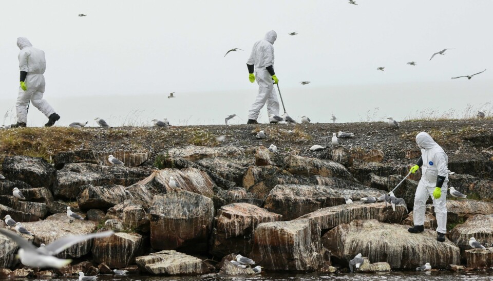 Det pågår et stort fugleinfluensautbrudd i Vadsø kommune i Finnmark. I høst skal en vaksine mot fugleinfluensa testes på mennesker. Arbeidarar frå Vadsø kommune plukkar her opp døde fuglar. Så langt har dei samla inn rundt 10.000 fuglar etter at fugleinfluensautbrotet starta. Foto: Øyvind Zahl Arntzen / NTB